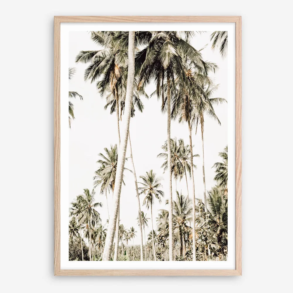 Coconut Palm Plantation Photo Art Print