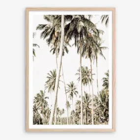 Coconut Palm Plantation Photo Art Print